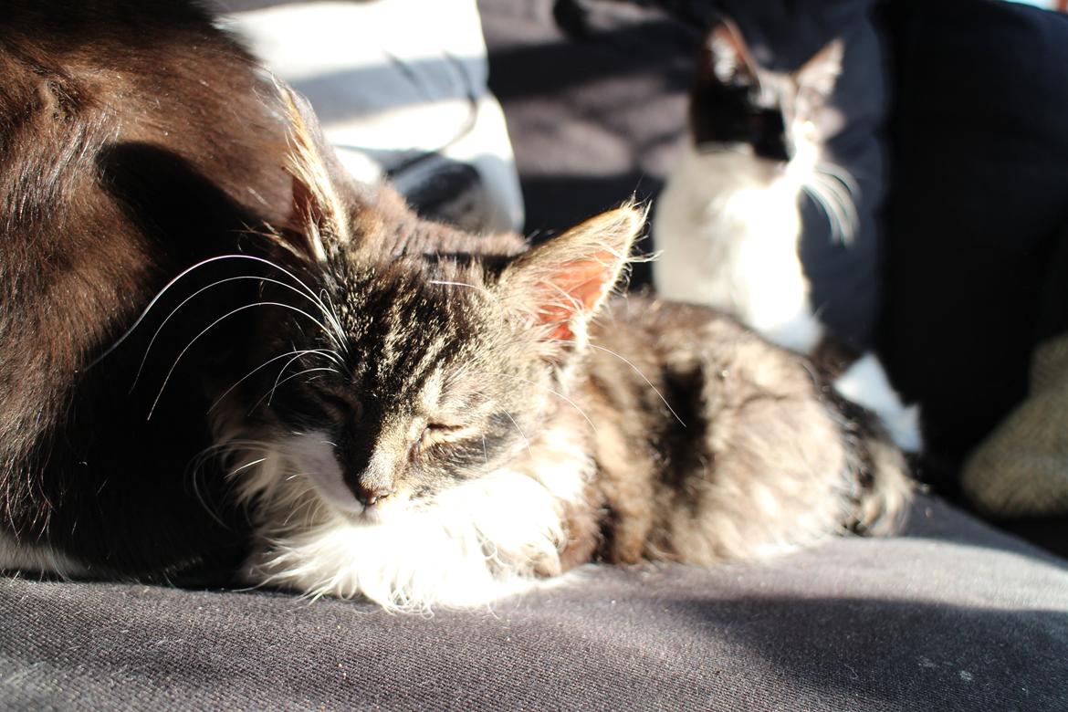 Blanding af racer Harley billede 17