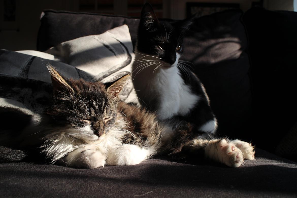 Blanding af racer Harley billede 11