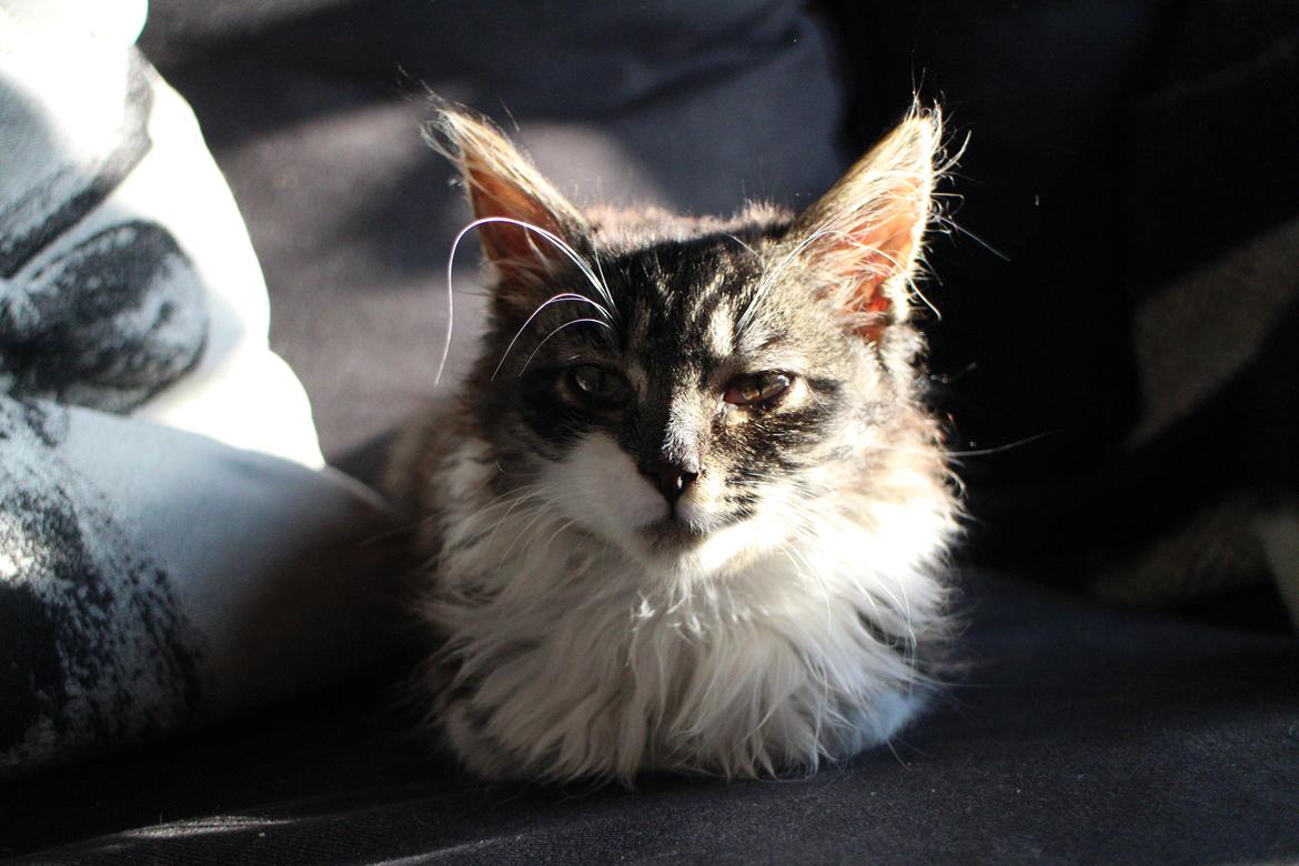 Blanding af racer Harley billede 1