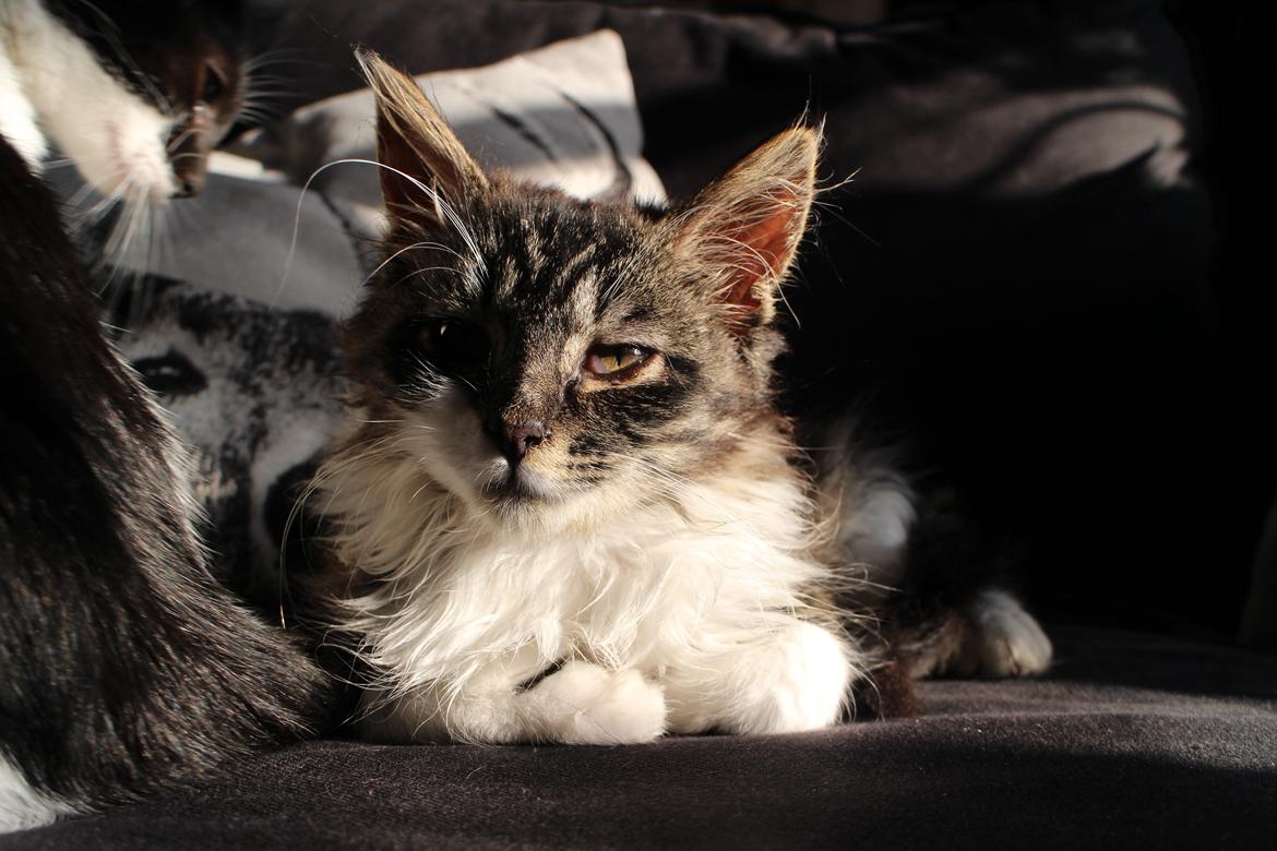 Blanding af racer Harley billede 7