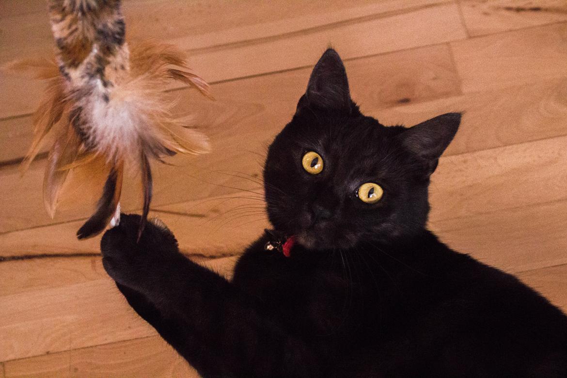 Blanding af racer Lucifer - Fotograf: Mikkel Valentin billede 8