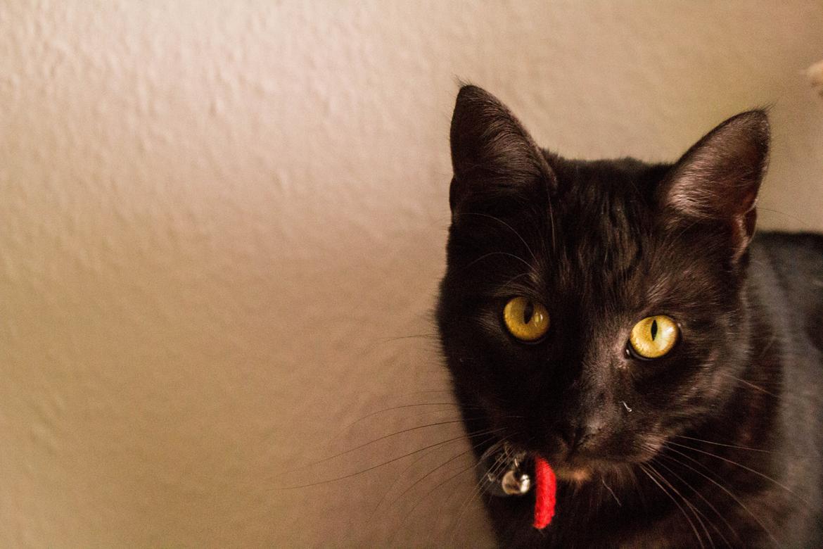 Blanding af racer Lucifer - Fotograf: Mikkel Valentin billede 7