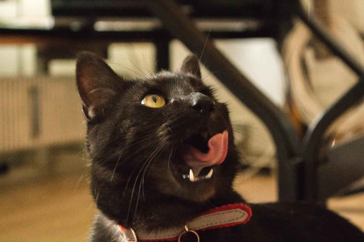 Blanding af racer Lucifer - Fotograf: Mikkel Valentin billede 9