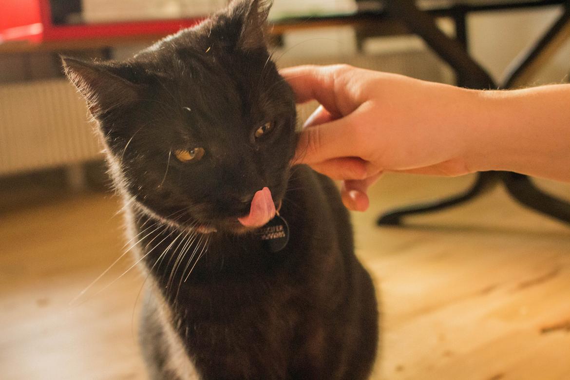 Blanding af racer Lucifer - Fotograf: Mikkel Valentin billede 11