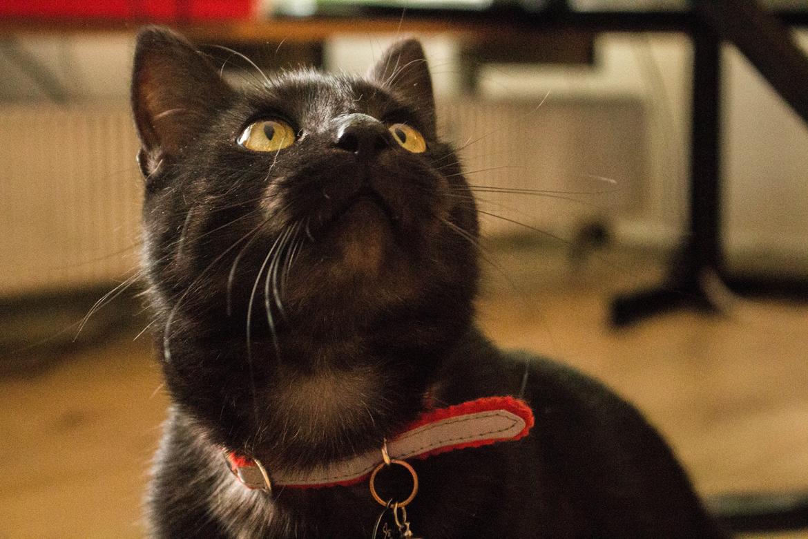 Blanding af racer Lucifer - Fotograf: Mikkel Valentin billede 10