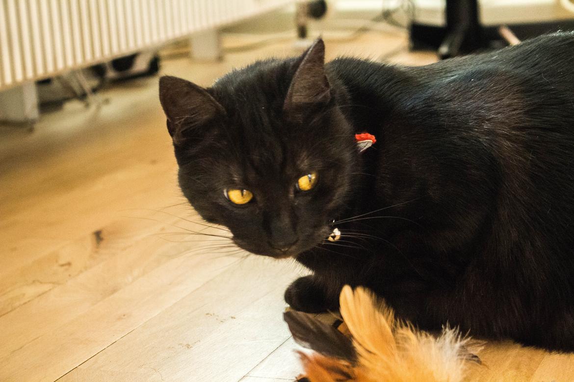 Blanding af racer Lucifer - Fotograf: Mikkel Valentin billede 12