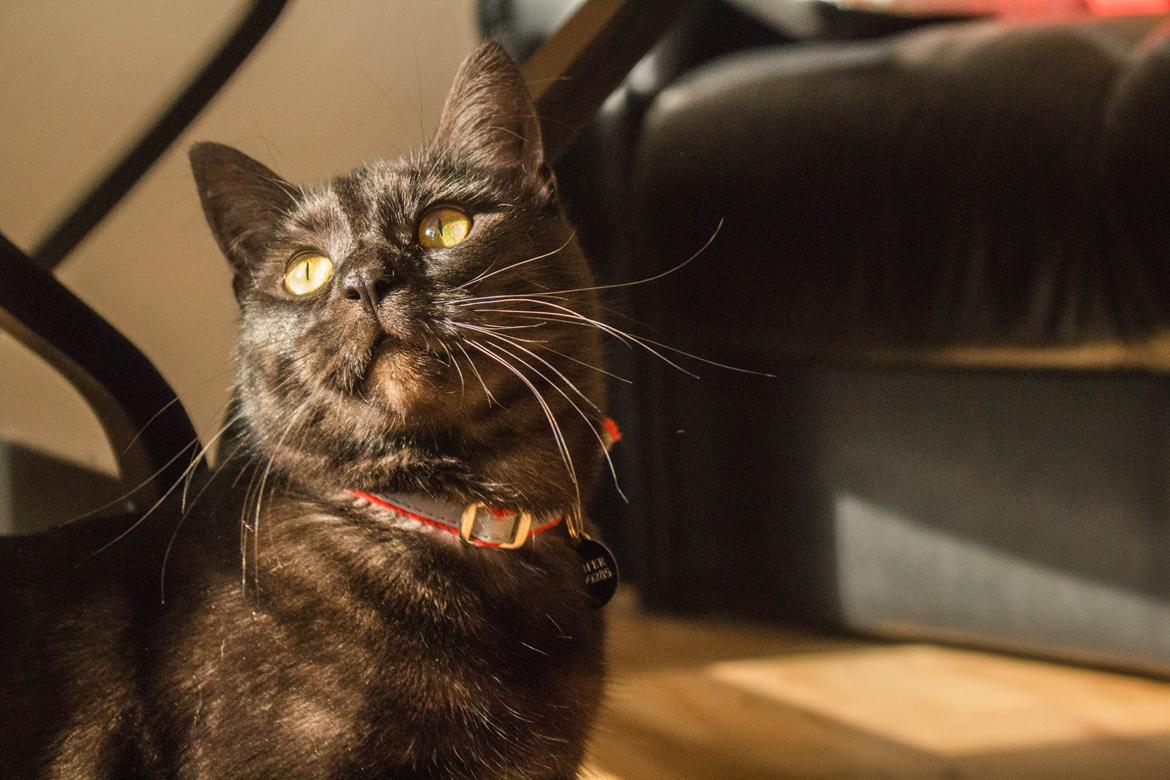 Blanding af racer Lucifer - Fotograf: Mikkel Valentin billede 13