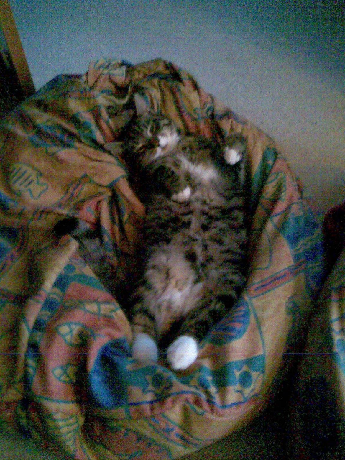 Huskat Sebastian billede 1