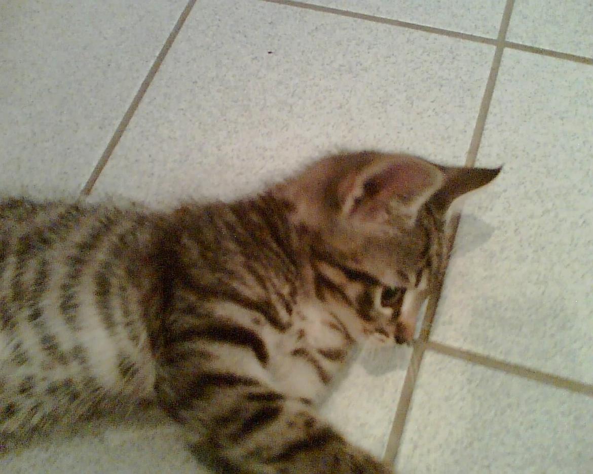 Huskat Sebastian billede 3