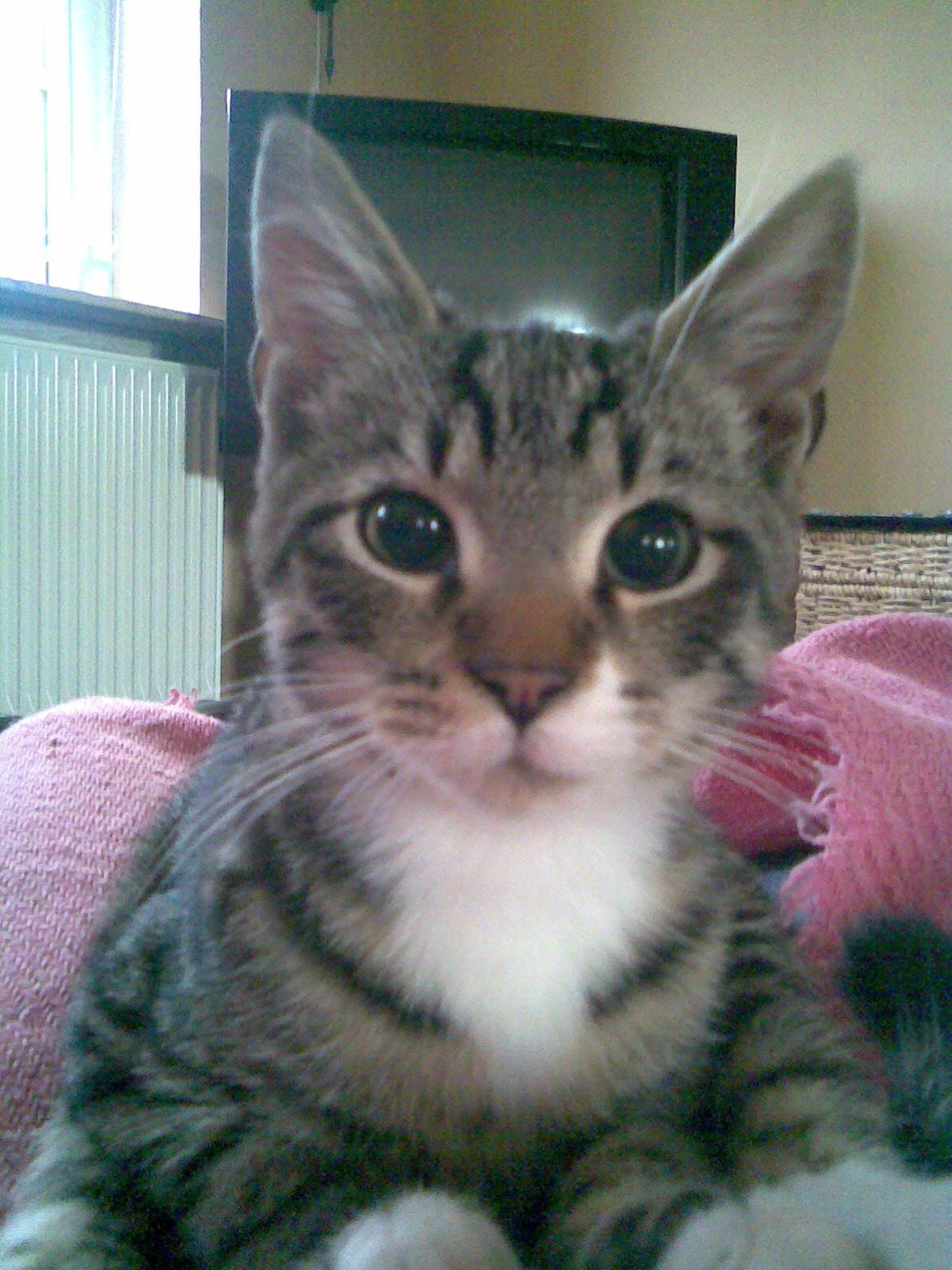 Huskat Sebastian billede 2