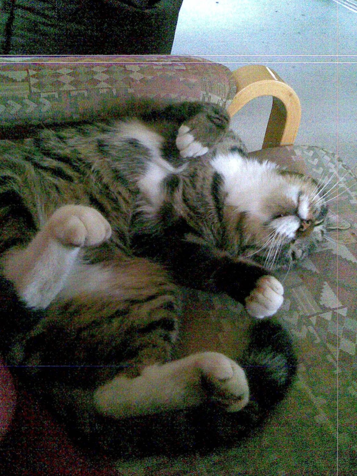 Huskat Sebastian billede 4