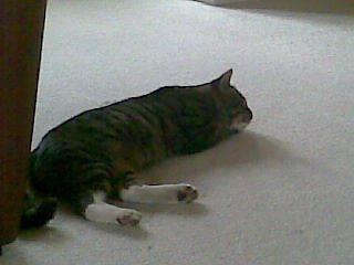 Huskat Sebastian billede 5