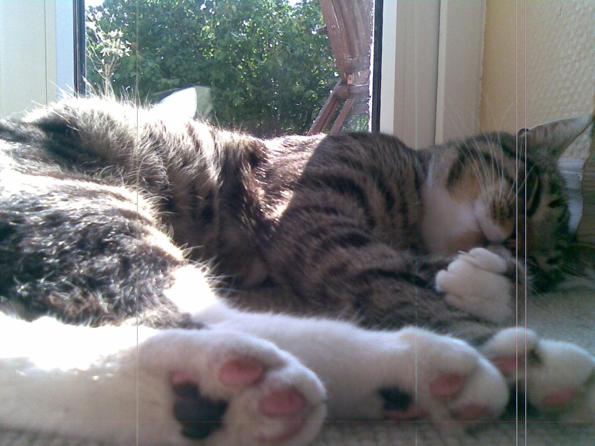 Huskat Sebastian billede 6