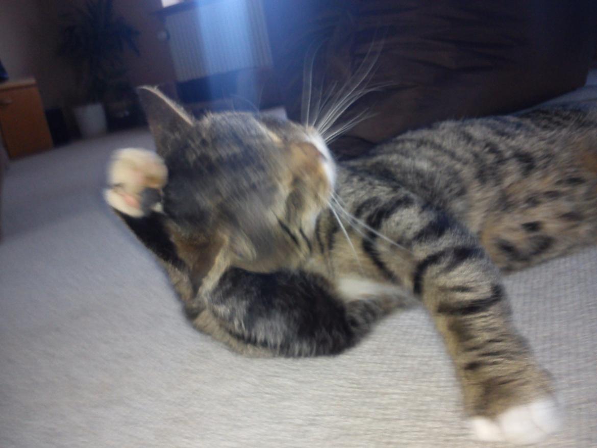 Huskat Sebastian billede 7