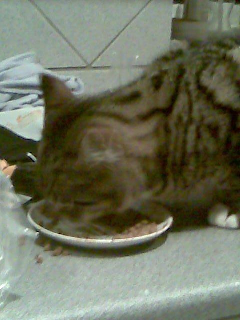 Huskat Sebastian billede 8