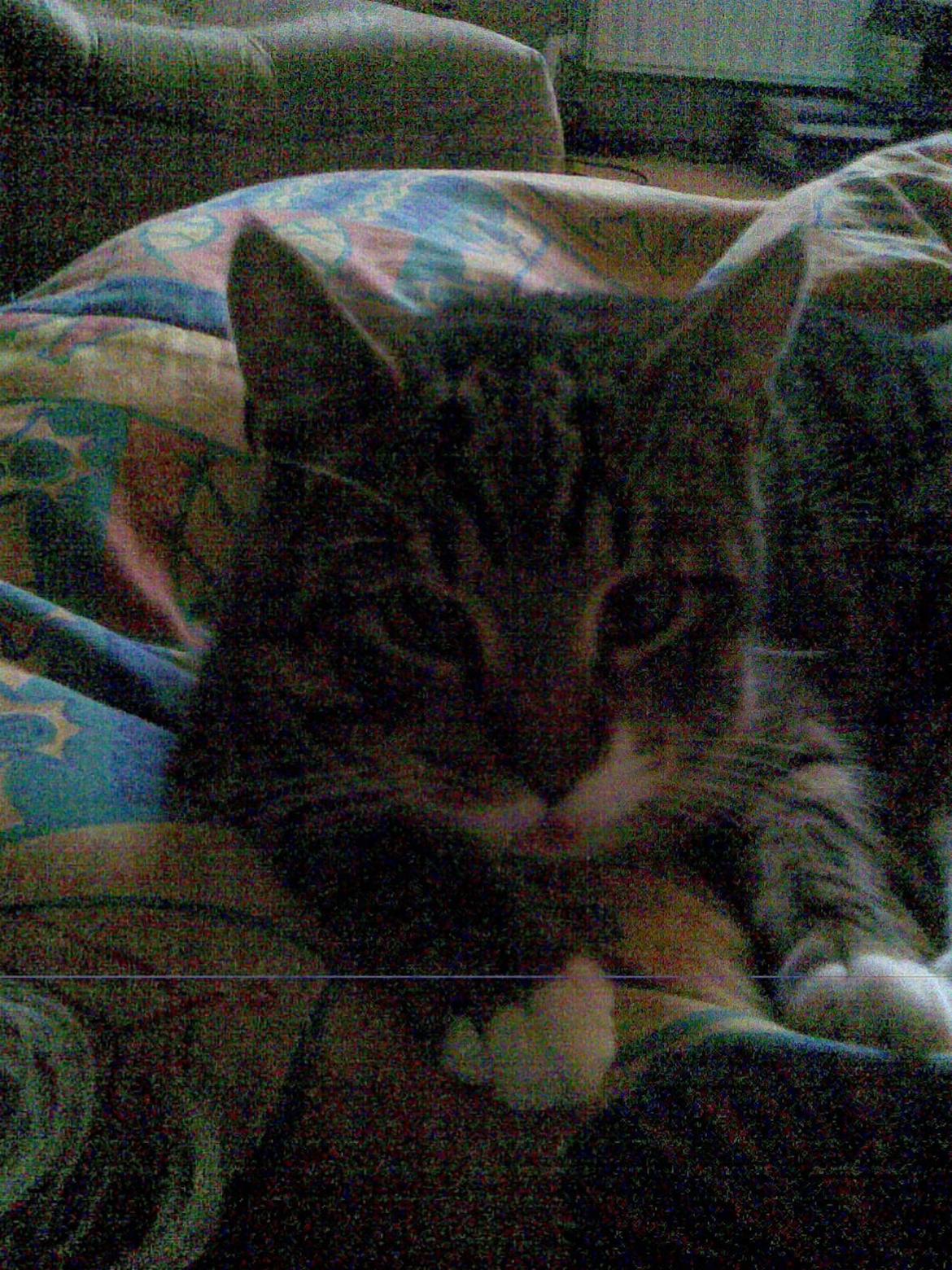 Huskat Sebastian billede 9