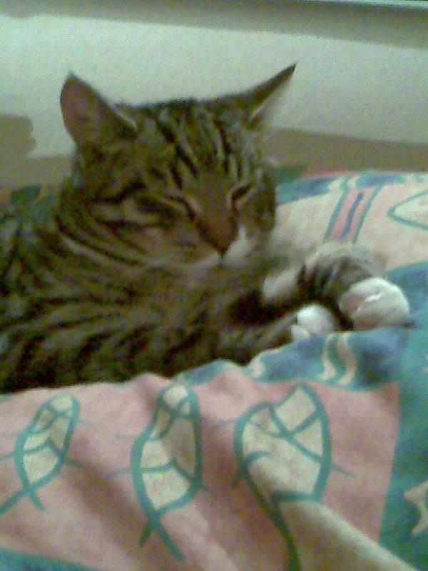 Huskat Sebastian billede 10