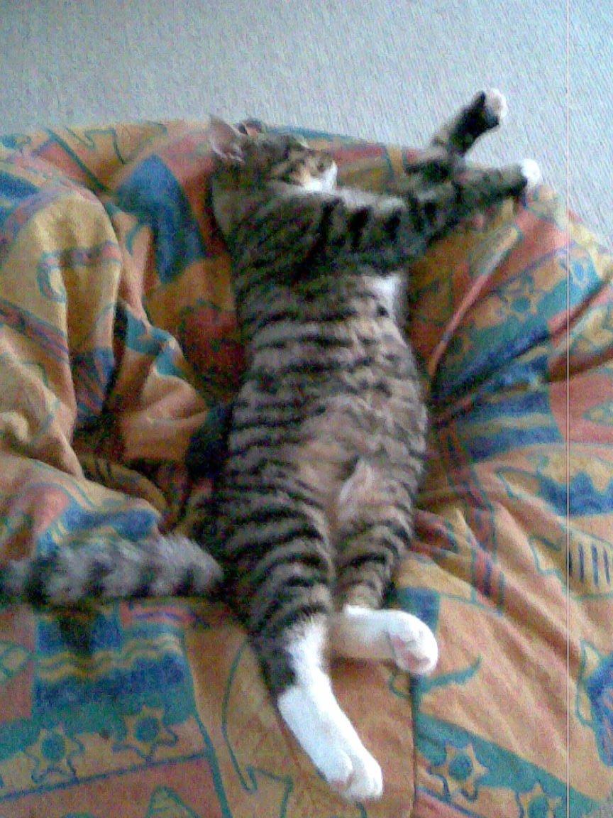 Huskat Sebastian billede 11