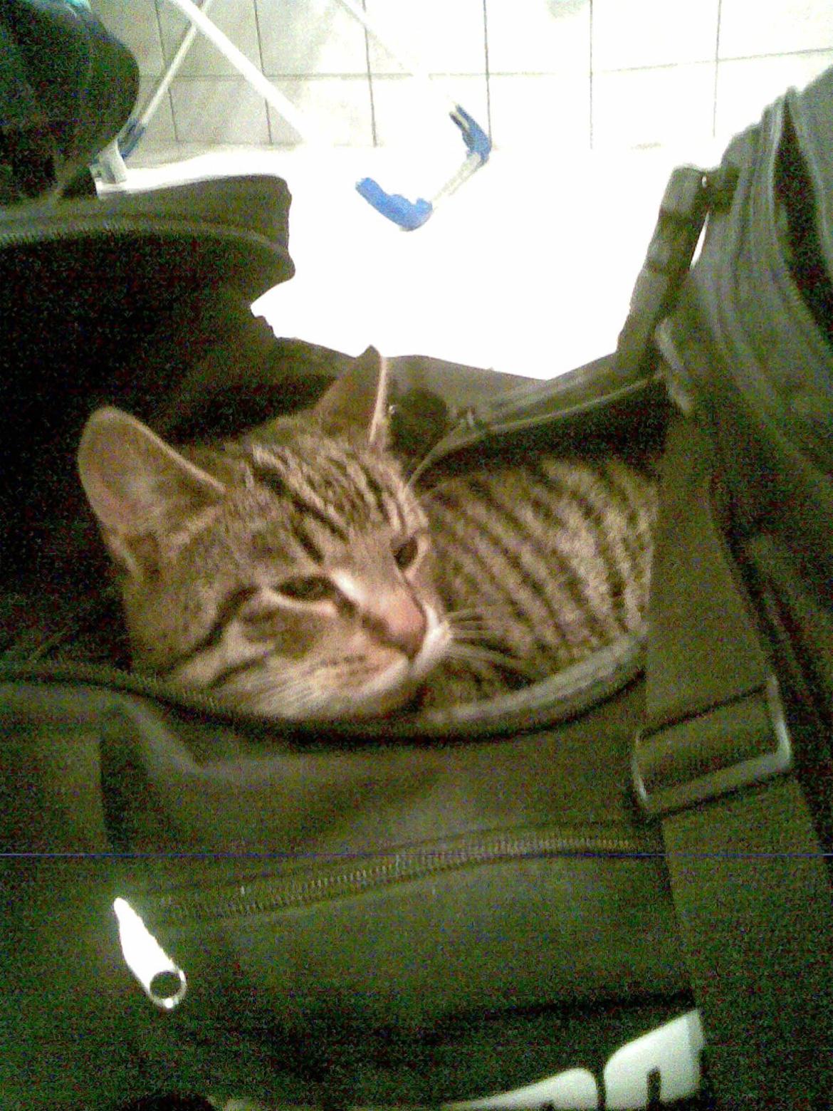 Huskat Sebastian billede 12