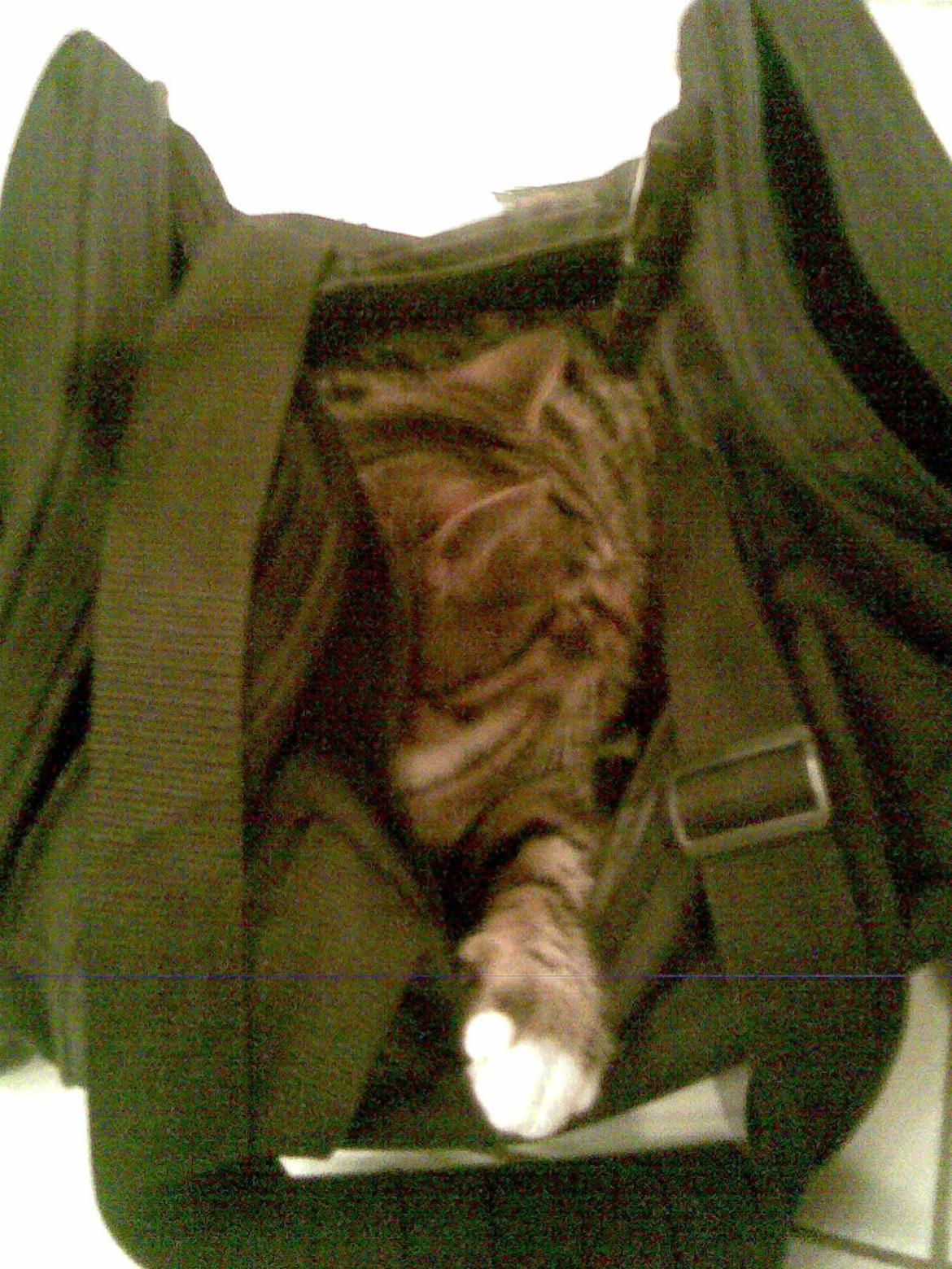 Huskat Sebastian billede 13