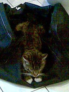 Huskat Sebastian billede 14