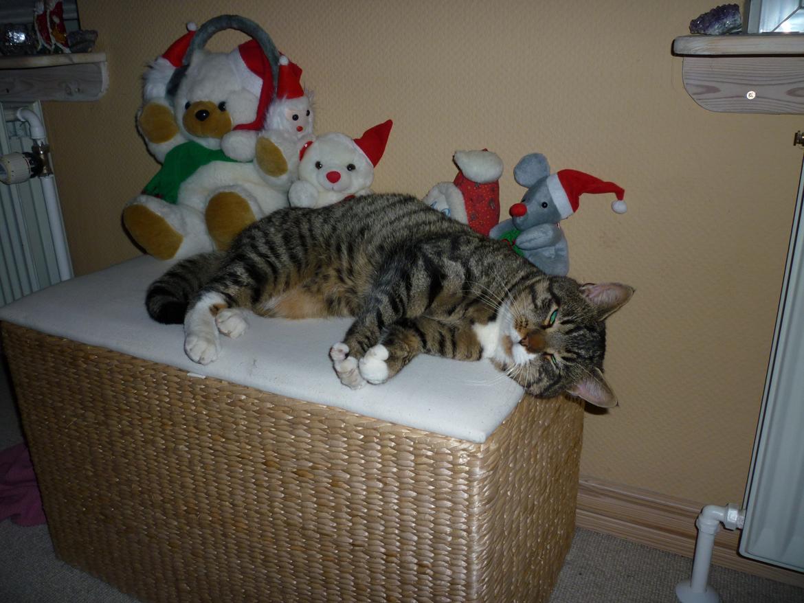 Huskat Sebastian billede 15