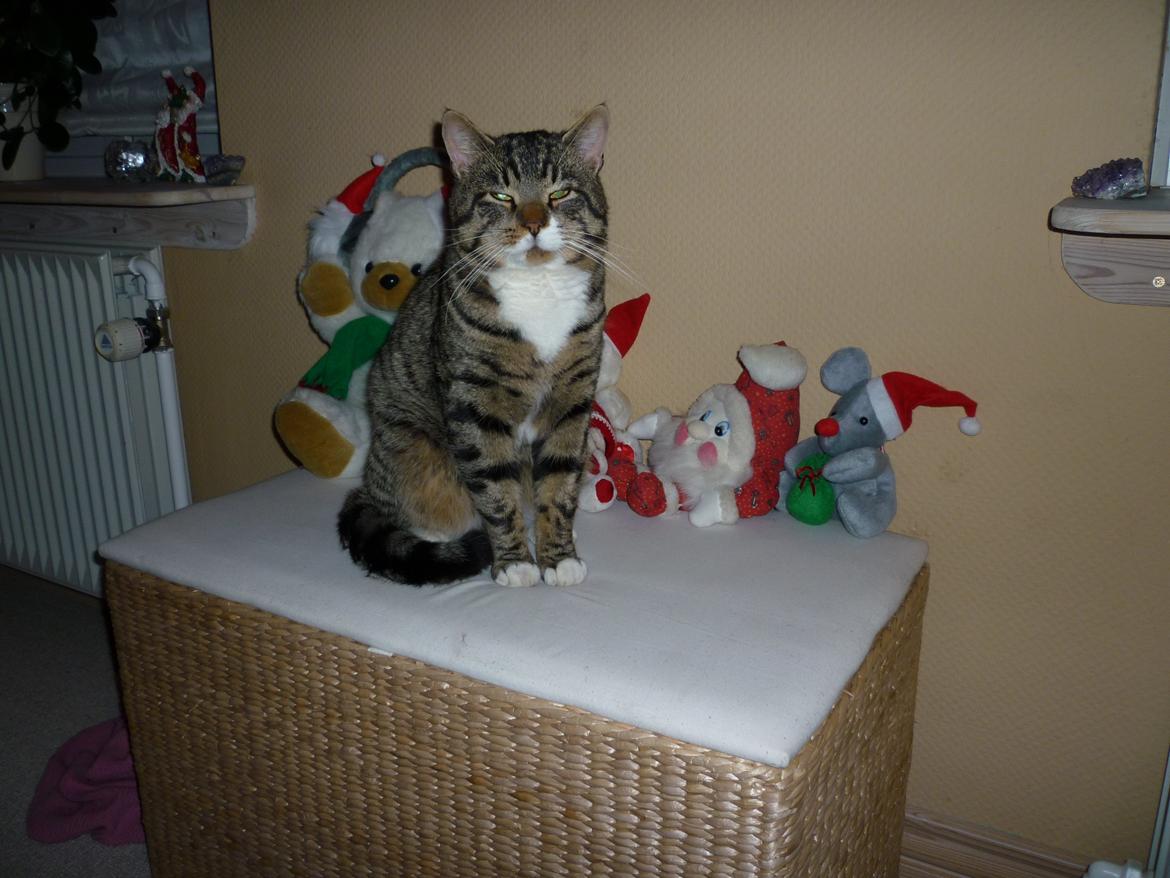 Huskat Sebastian billede 16