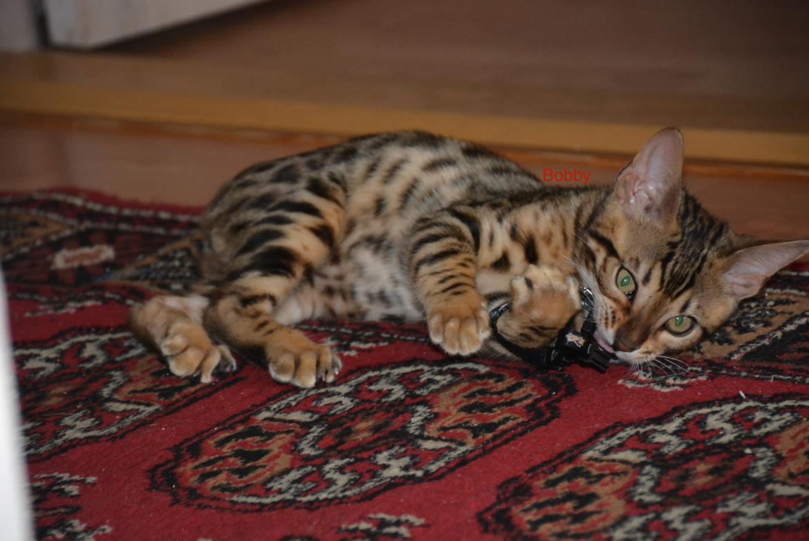 Bengal Bobbi billede 2