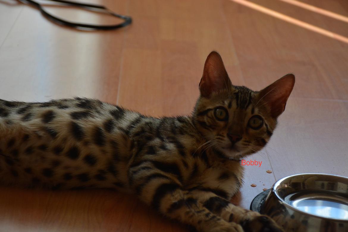 Bengal Bobbi billede 1
