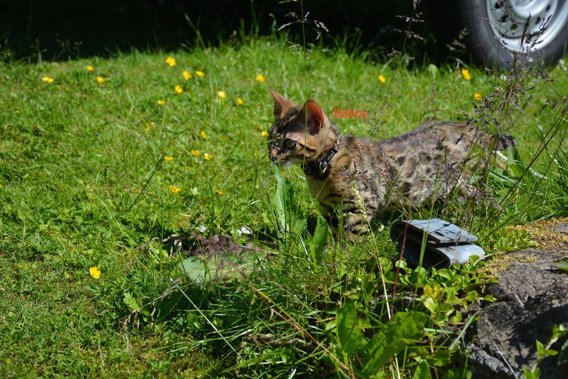 Bengal Bobbi billede 3