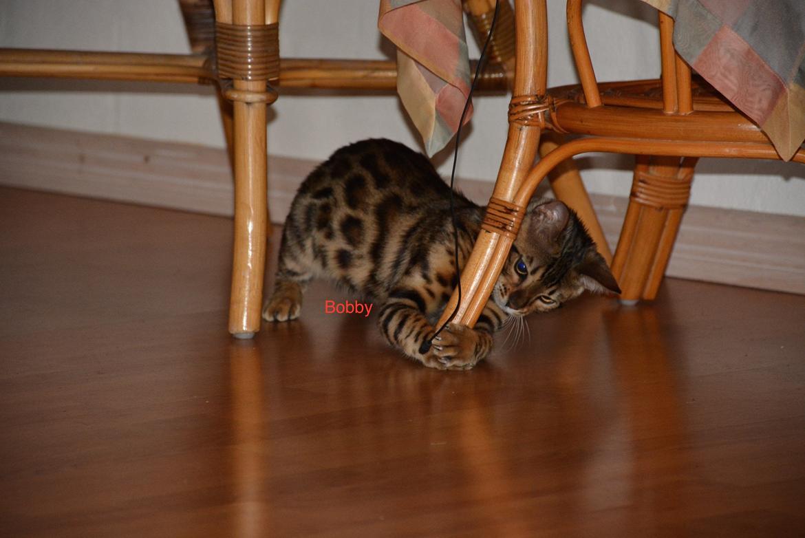 Bengal Bobbi billede 4