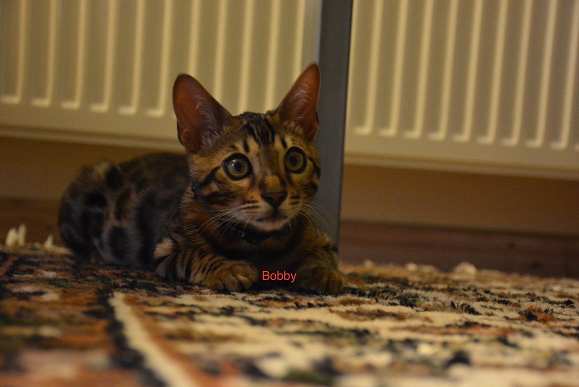 Bengal Bobbi billede 5