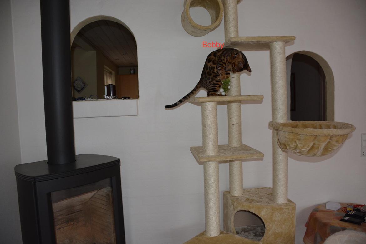 Bengal Bobbi billede 6
