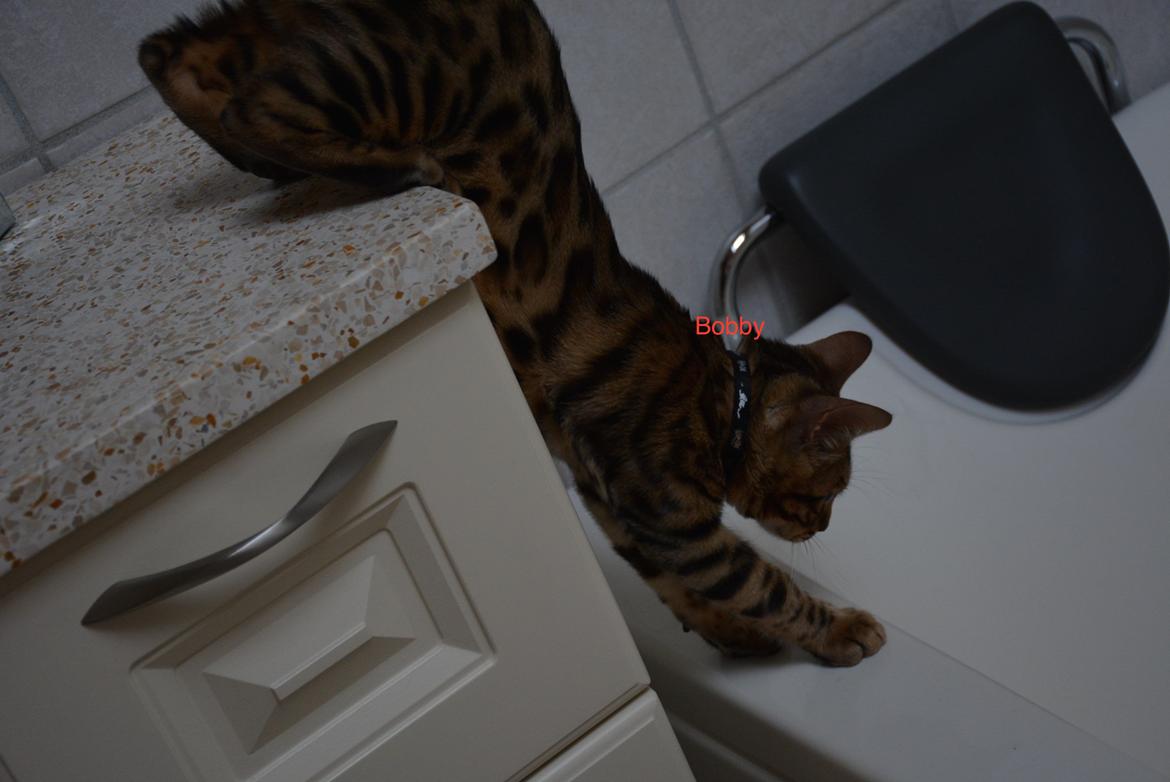 Bengal Bobbi billede 9