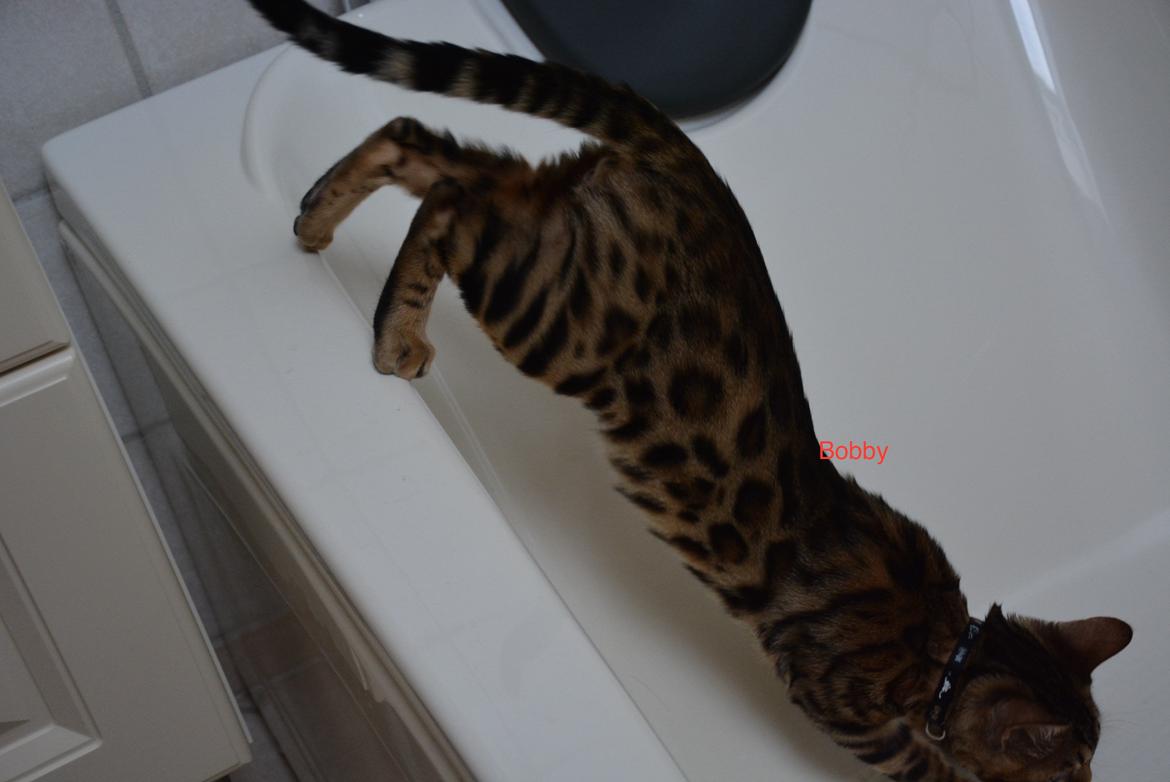 Bengal Bobbi billede 10