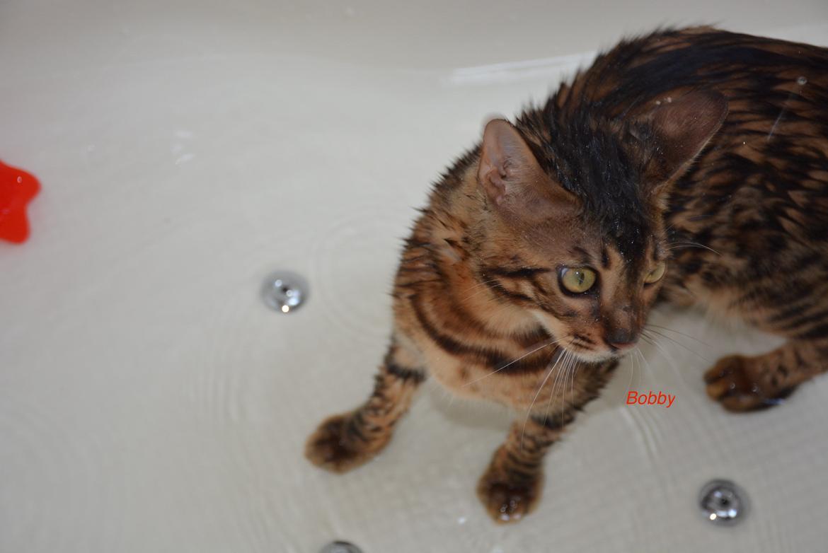 Bengal Bobbi billede 11