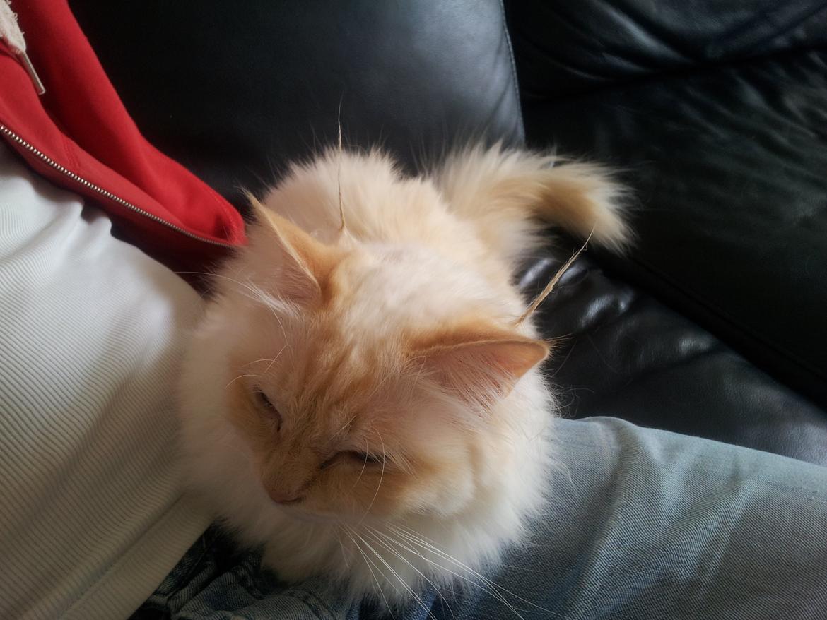 Hellig Birma Sid billede 17