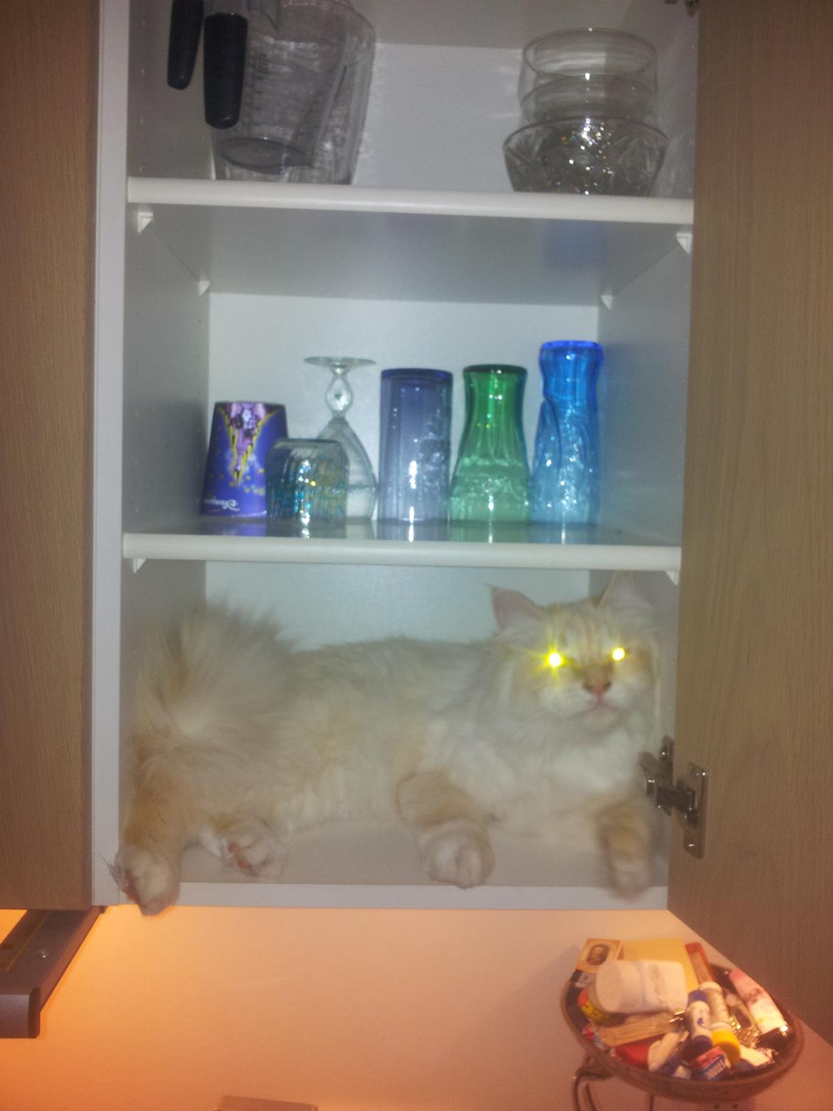 Hellig Birma Sid billede 16