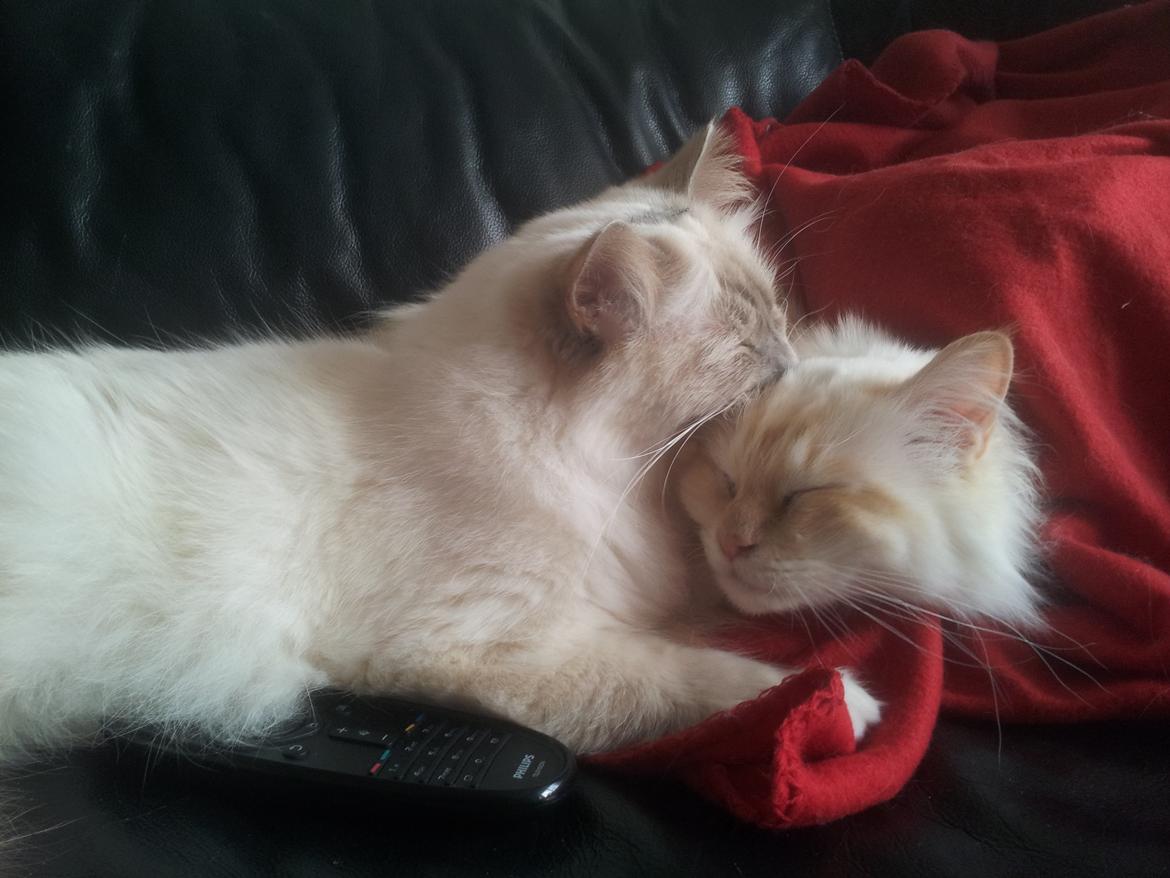 Hellig Birma Sid billede 13