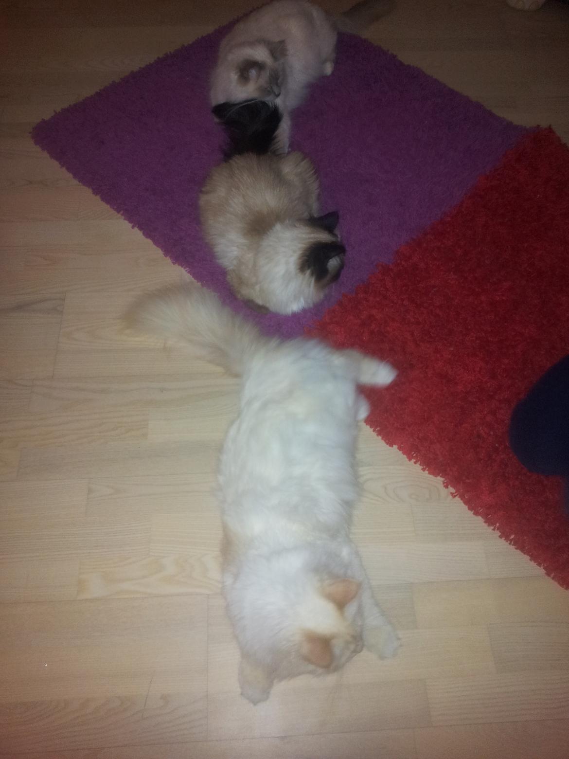 Hellig Birma Sid billede 10