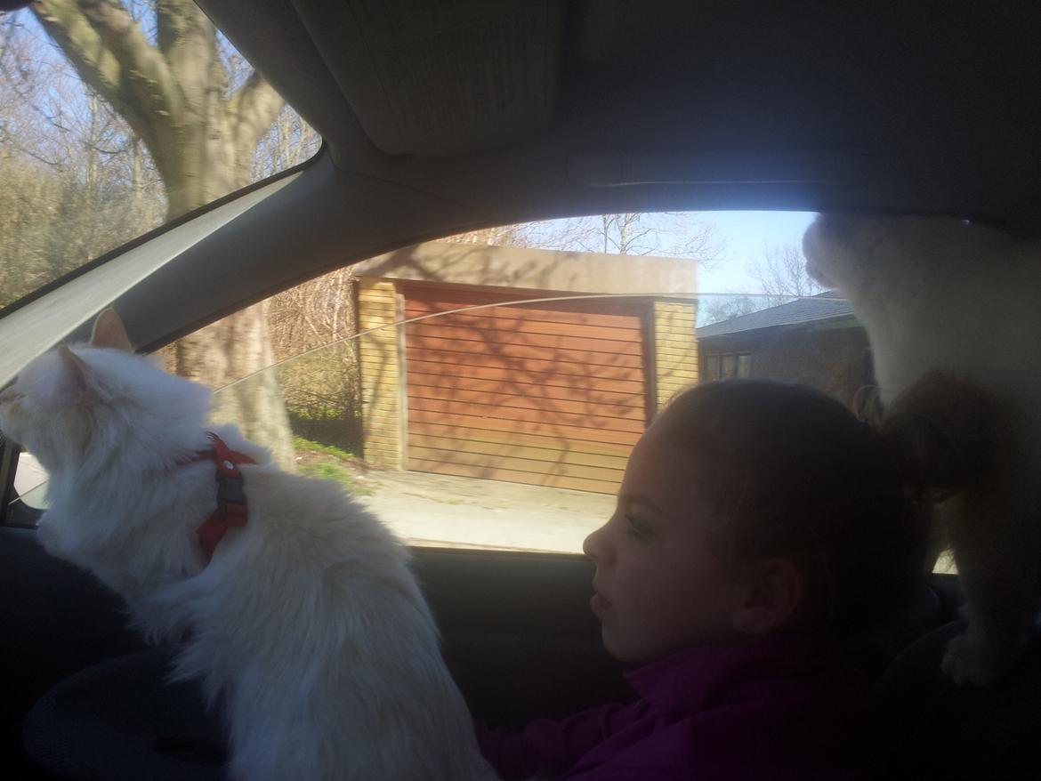 Hellig Birma Sid billede 12