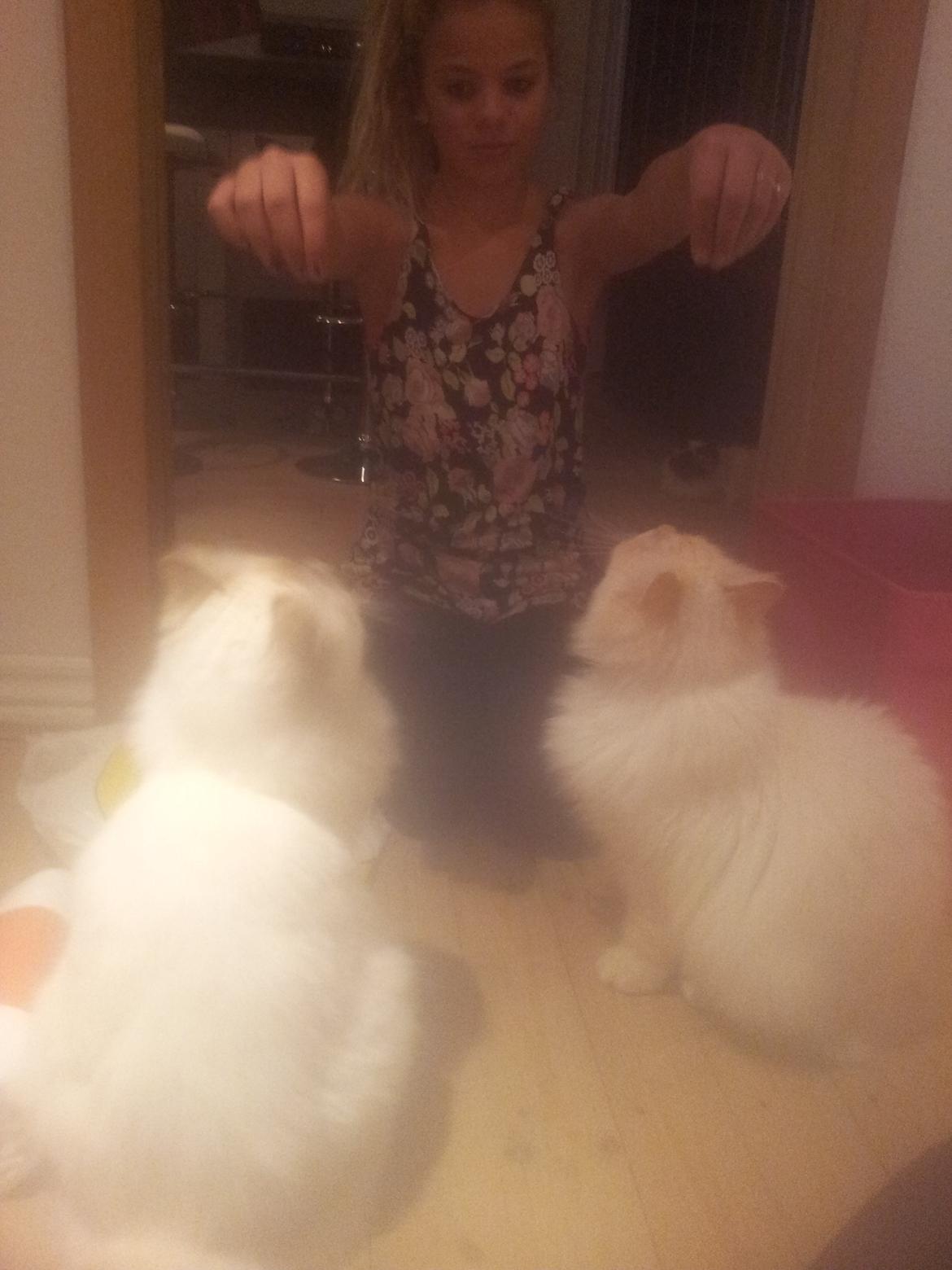 Hellig Birma Sid billede 6