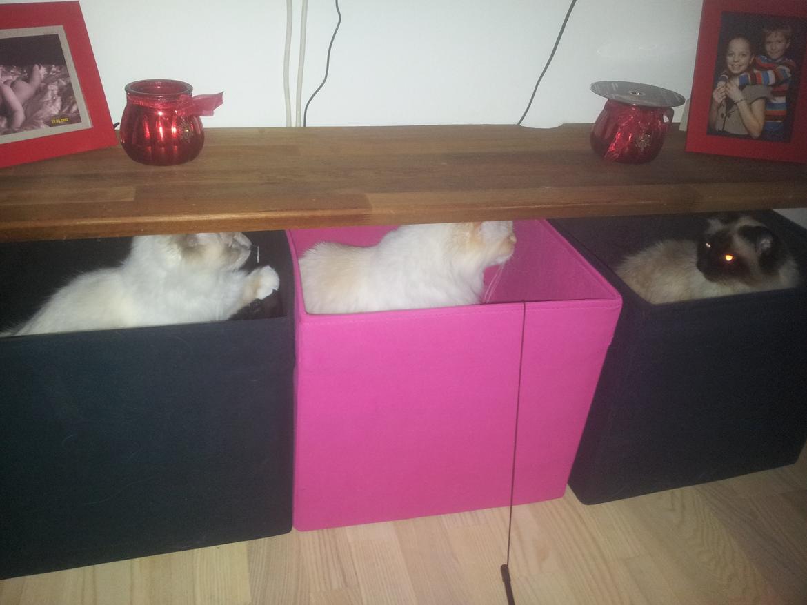 Hellig Birma Sid billede 11