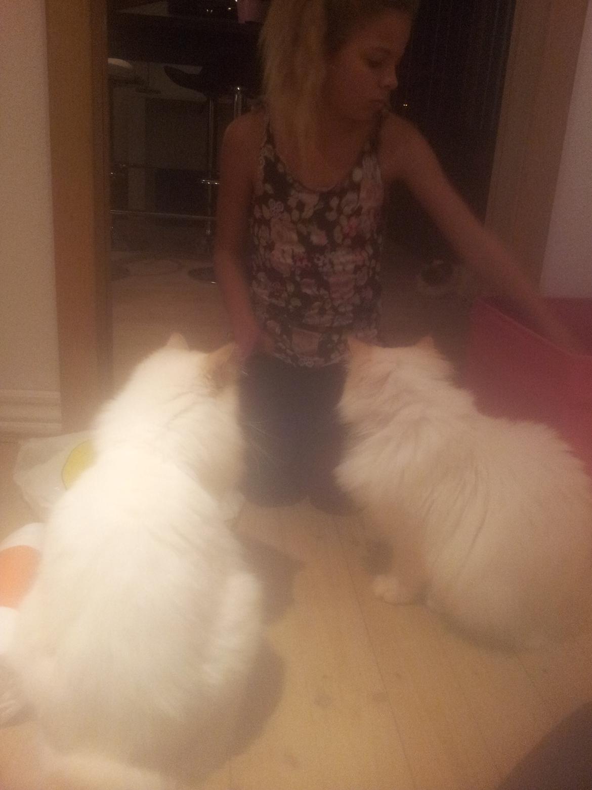 Hellig Birma Sid billede 7