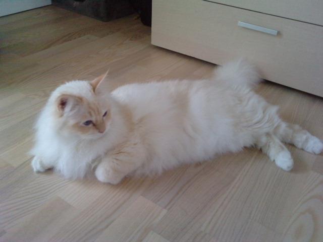 Hellig Birma Sid billede 3