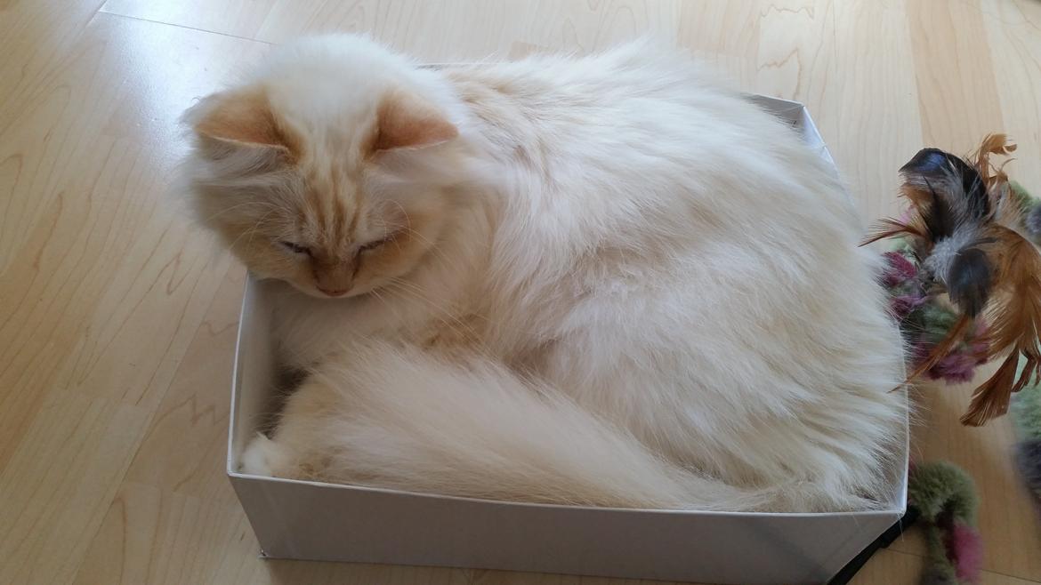 Hellig Birma Sid billede 9