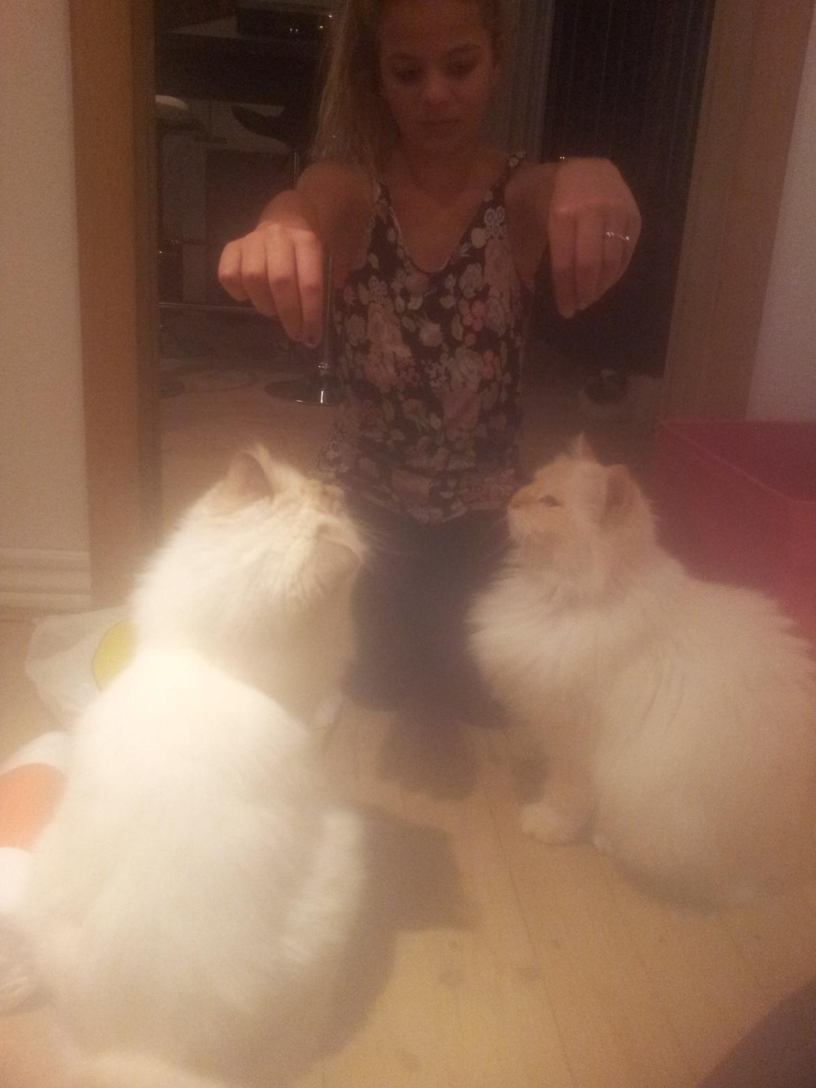 Hellig Birma Sid billede 8