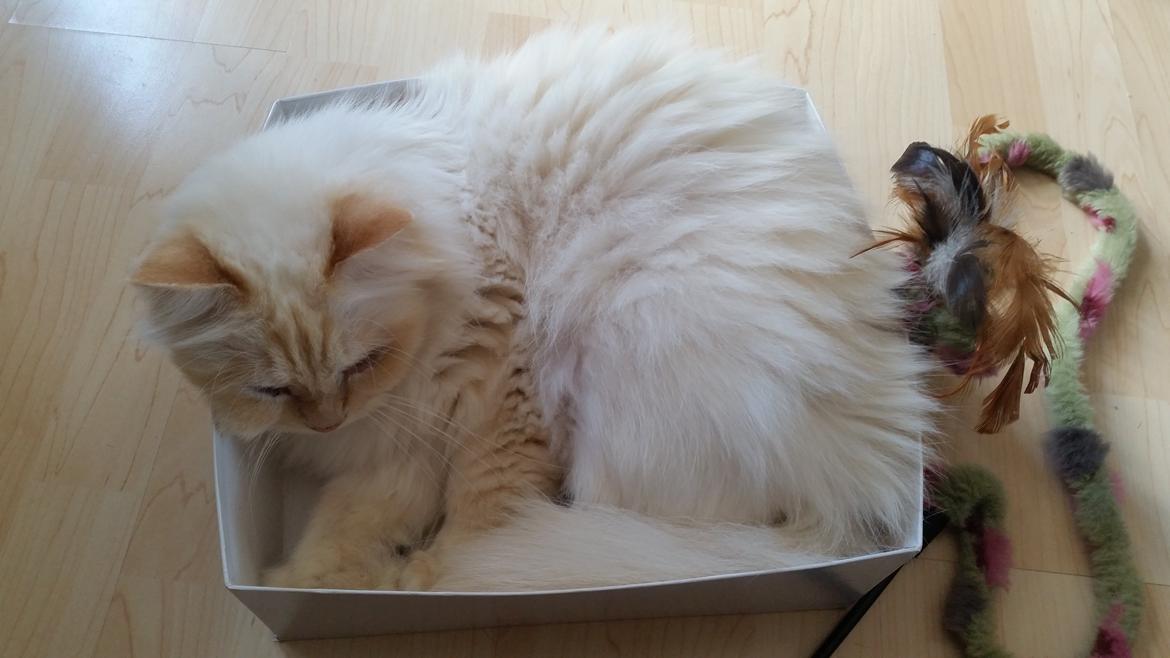 Hellig Birma Sid billede 14