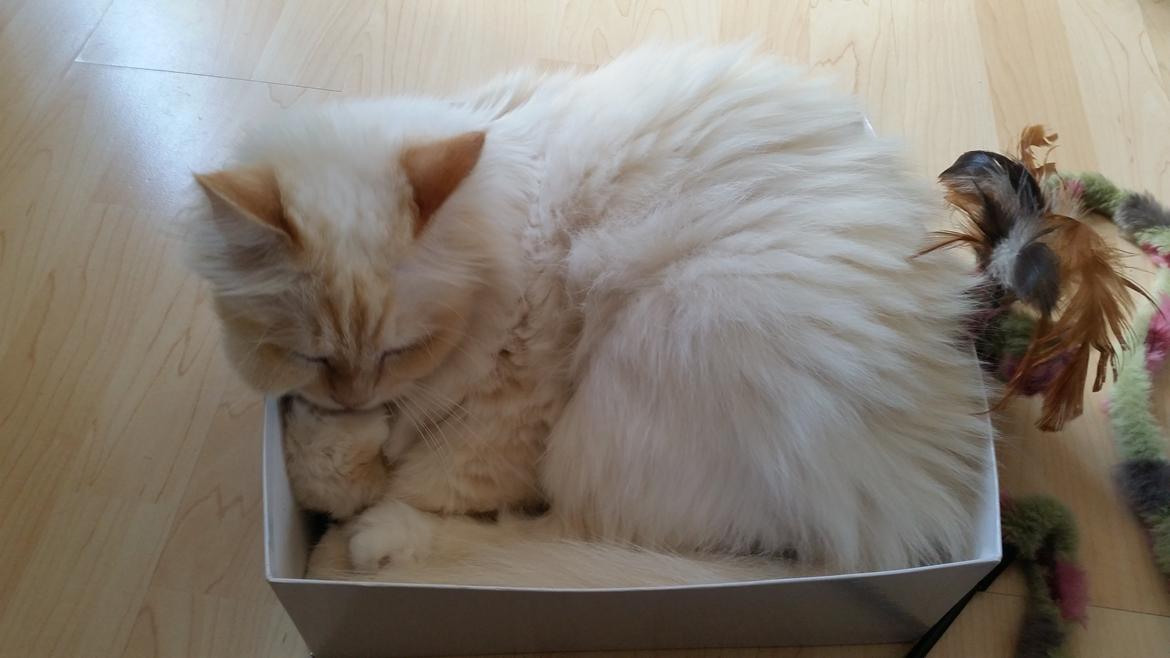 Hellig Birma Sid billede 4