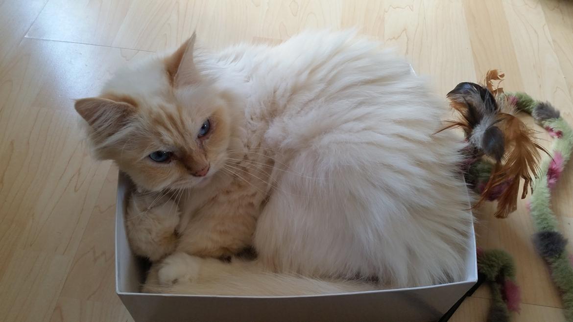 Hellig Birma Sid billede 1